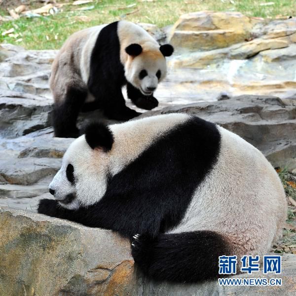 12 панд появятся в Гуанчжоу